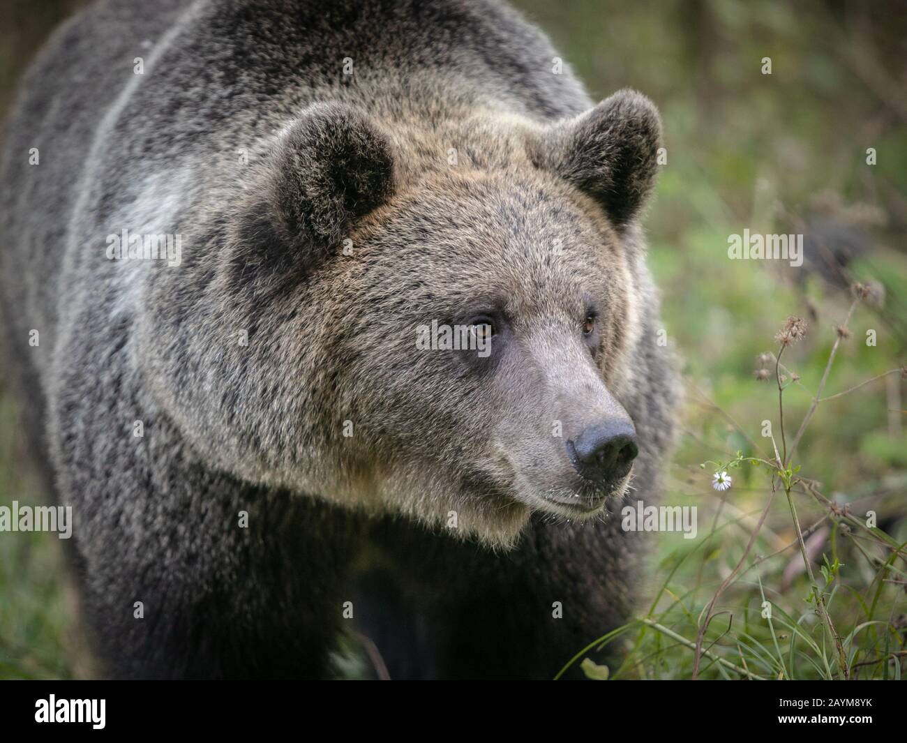 Wilder Braunbären-Porträtwald ganz in der Nähe Stockfoto