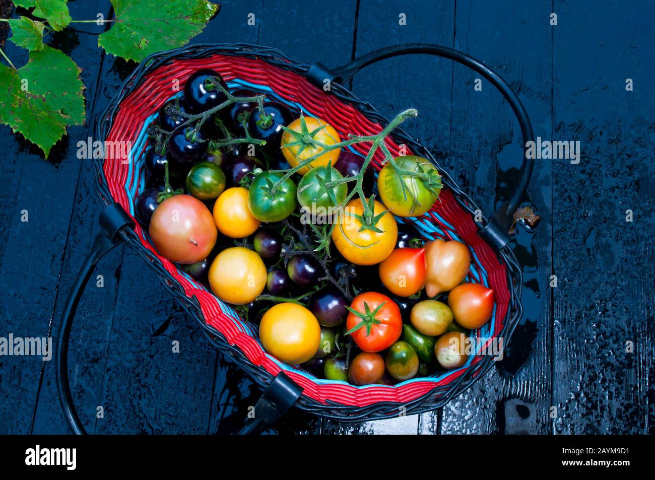 Komposition mit reifen, köstlichen roten und schwarzen Tomaten Stockfoto