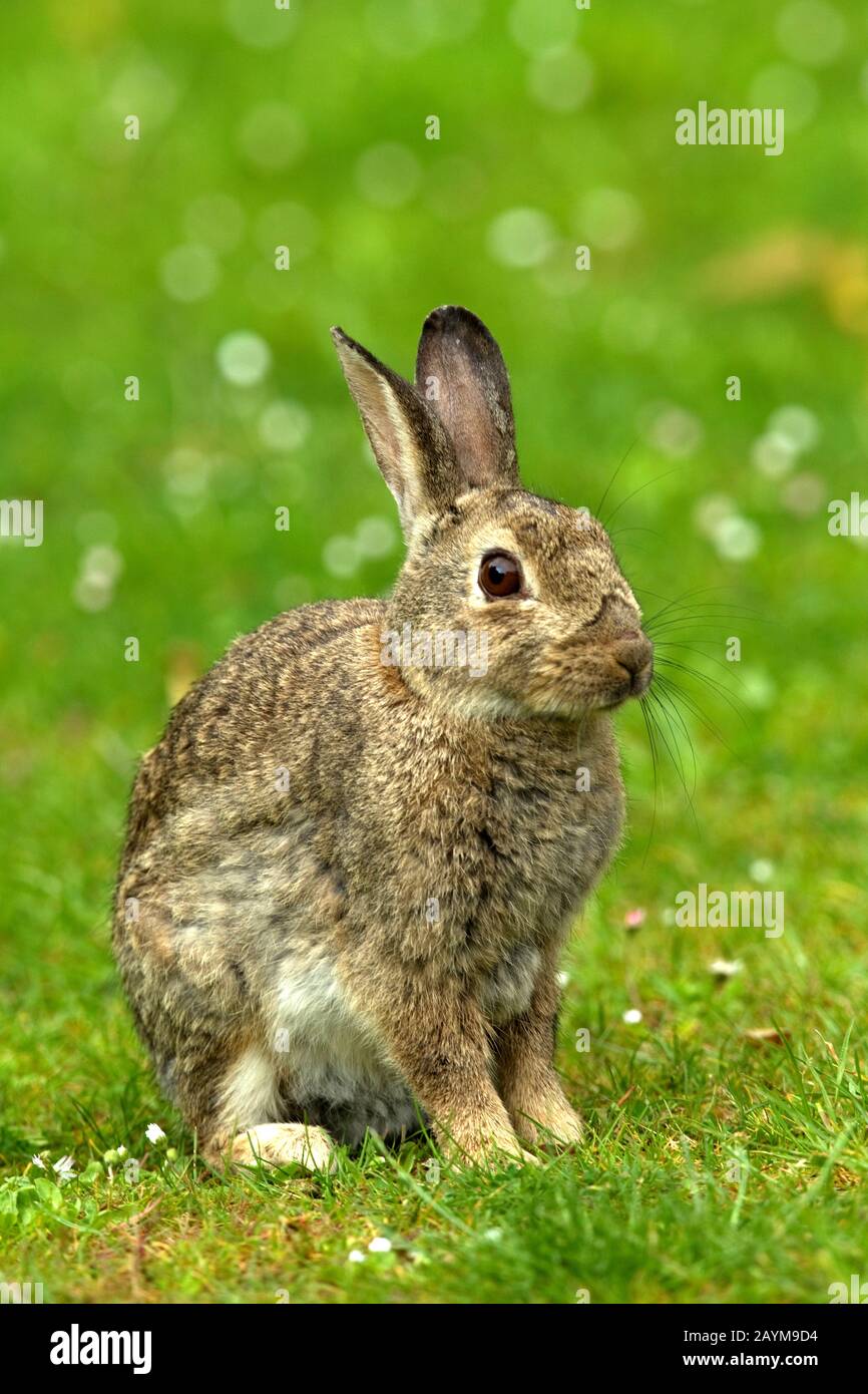 Europäisches Kaninchen (Orycolagus cuniculus), auf einer Wiese sitzend, Seitenansicht, Deutschland, Niedersachsen, Norderney Stockfoto