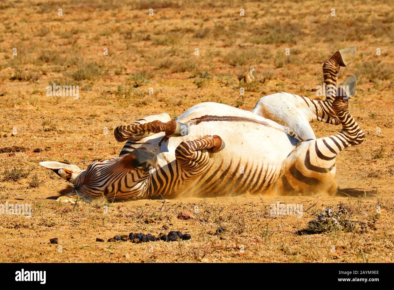 Hartmanns Mountain Zebra, Mountain Zebra (Equus zebra hartmannae), im Sand schweißend, Südafrika Stockfoto