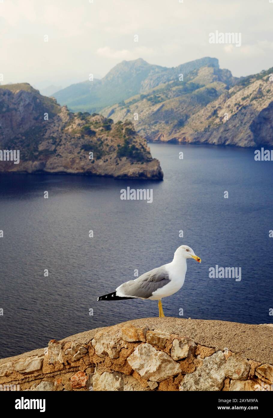 Hering Gull (Larus argentatus), am Cap Formentor, Spanien, Balearen, Mallorca, Formentor Stockfoto