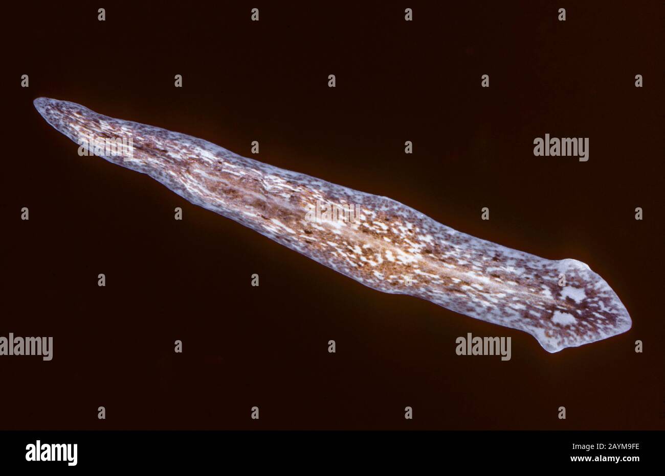 Turbellarian (Dugesia tigrina, Girardia tigrina, Girardia jimi), Makroschuss Stockfoto