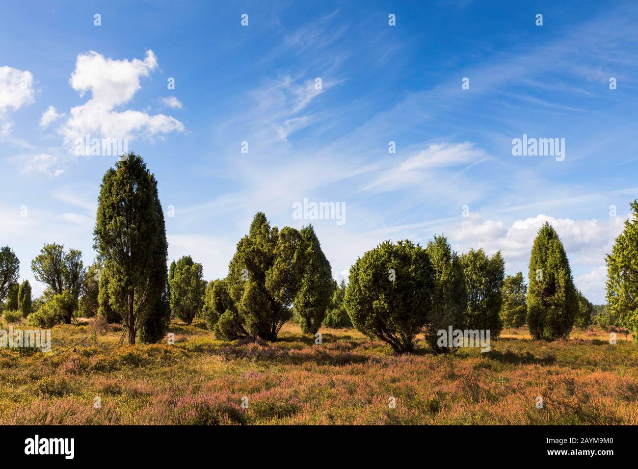 Gemeinsamer Wacholder, Bodenjuniper (Juniperus communis), Wacholder in der Luneburg Heide, Deutschland, Niedersachsen, Luenebburger Heide, Wilsede Stockfoto