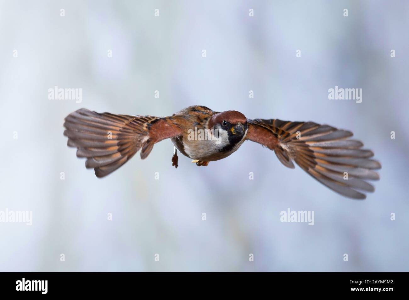 Eurasischer Baumpfeil (Passer montanus), im Flug, Deutschland Stockfoto