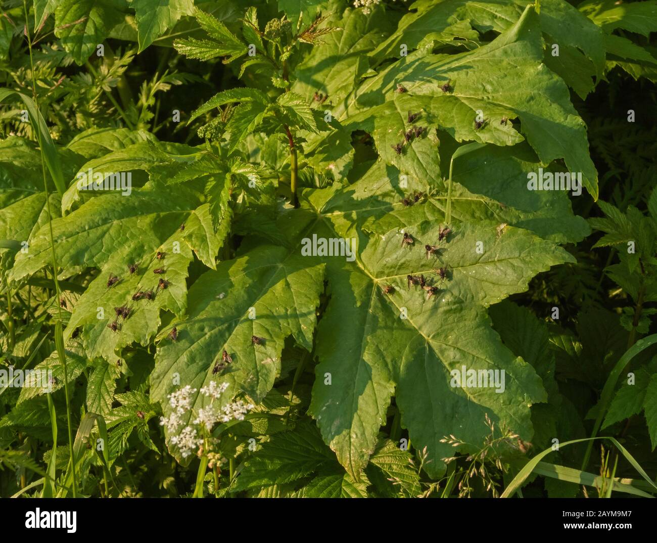 Kuhparsnip, gemeiner Hogweed, Hogweed, amerikanischer Kuhparsnip (Heracleum sphondylium), viele Fliegen auf einem Cow Parsnip, Norwegen, Troms Stockfoto Kuhparsnip, gemeiner Hogweed, Hogweed, amerikanischer Kuhparsnip (Heracleum sphondylium), viele Fliegen auf einem Cow Parsnip, Norwegen, Troms Stockfoto