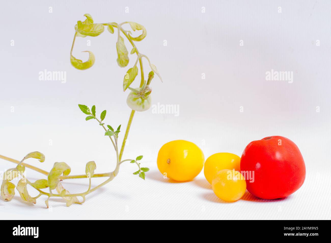 Exquisite Komposition aus roten und gelben Tomaten Stockfoto
