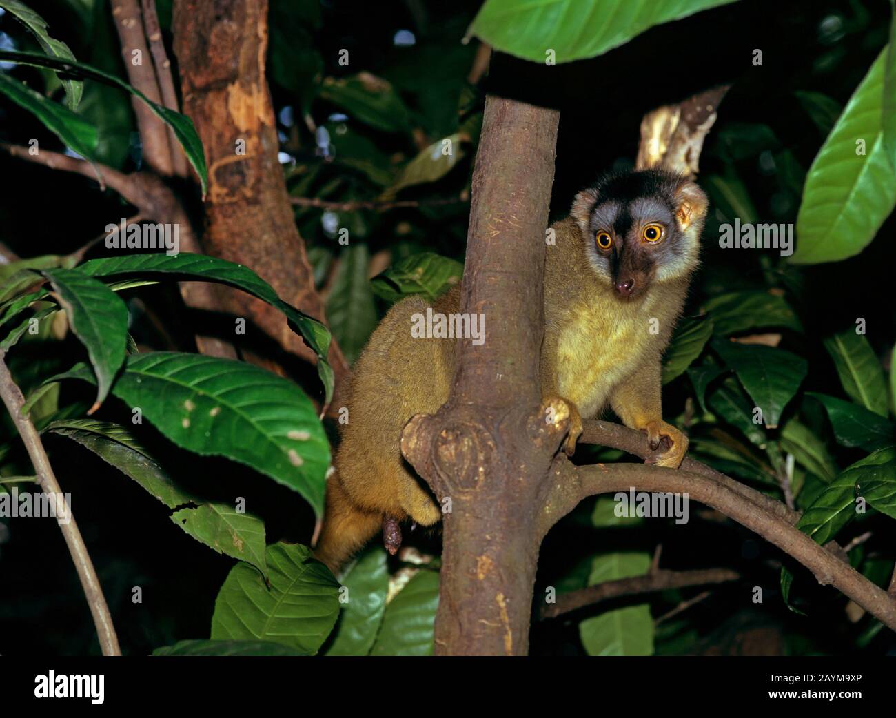 Rotgefranster brauner Lemur, Audeberts brauner Lemur, rotbrauner Lemur (Eulemur fulvus rufus), sitzend auf einem Baum Stockfoto