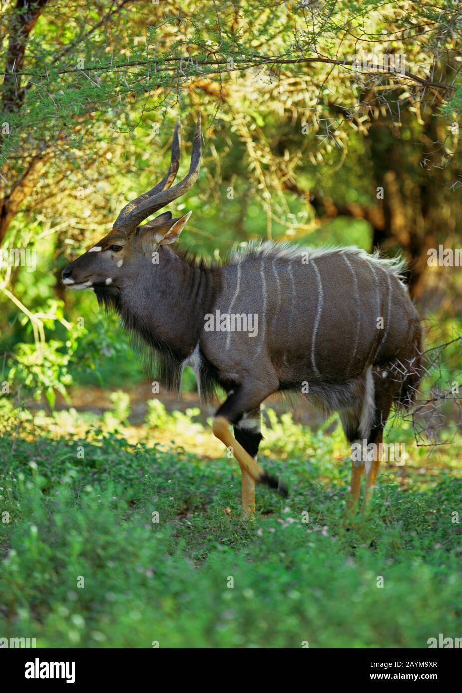 Nyala (Tragelaphus angasi), Stier im Strauch wandern, Seitenansicht, Afrika Stockfoto