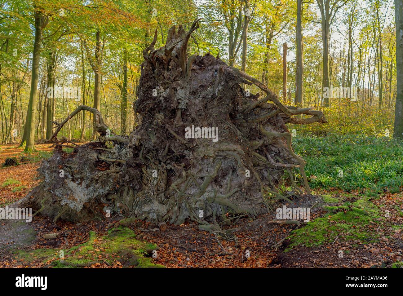 Entwurzelter Baum in einem Herbstwald, Versuchsgelände für Nachfolge von Loki Schmidt, Deutschland, Schleswig-Holstein, Flensburger Foerde Stockfoto