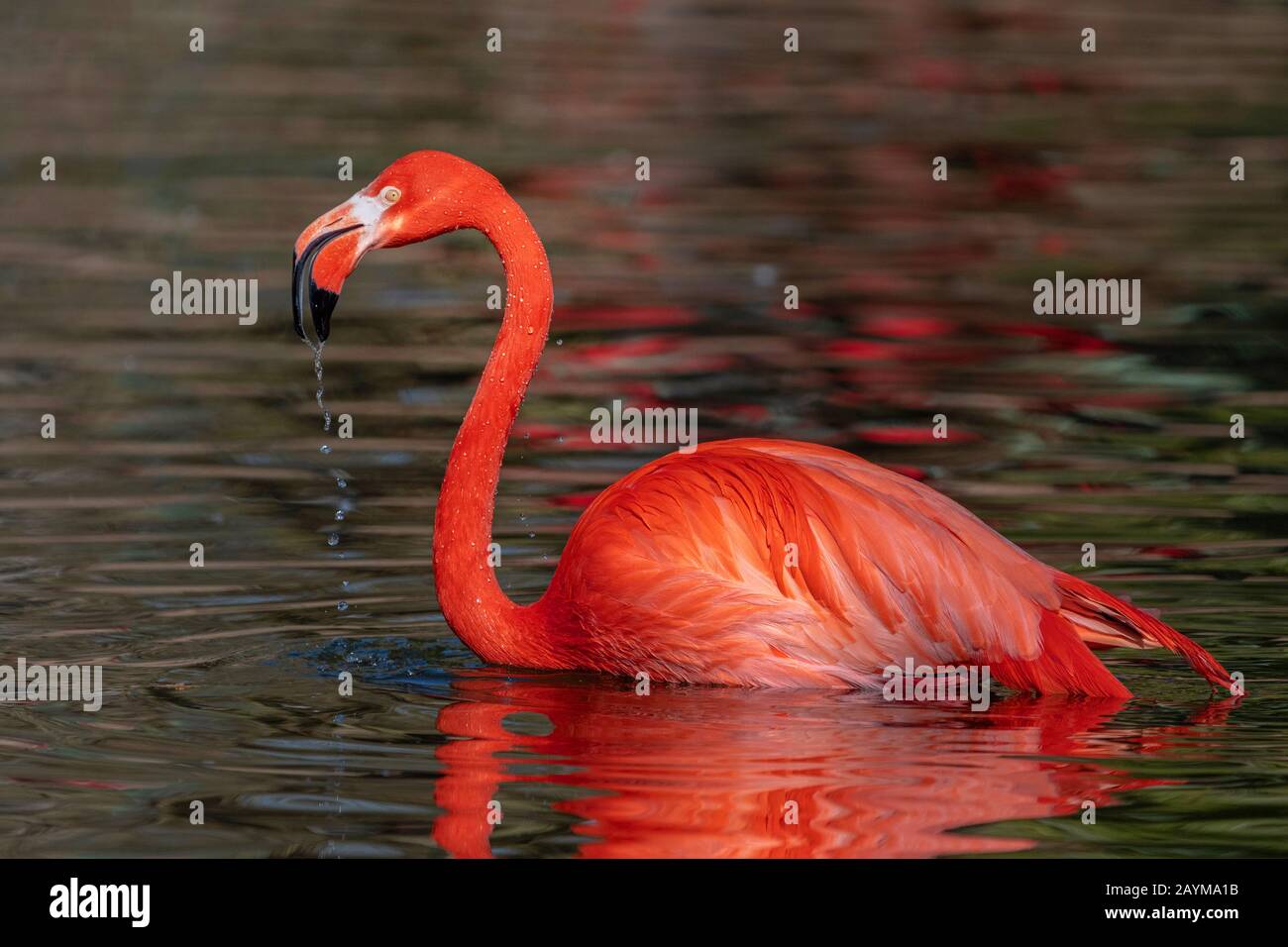 Größerer Flamingo (Phönicopterus roseus, Phönicopterus ruber roseus), im Flachwasser stehend, Seitenansicht Stockfoto