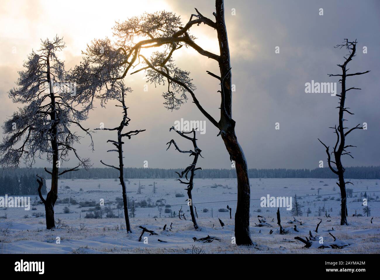 Scotch Pine, Scots Pine (Pinus sylvestris), tote Bäume nach einem Brand im Moorgebiet, Belgien, Ardennen, Noir Flohay, Hoge Venen Stockfoto
