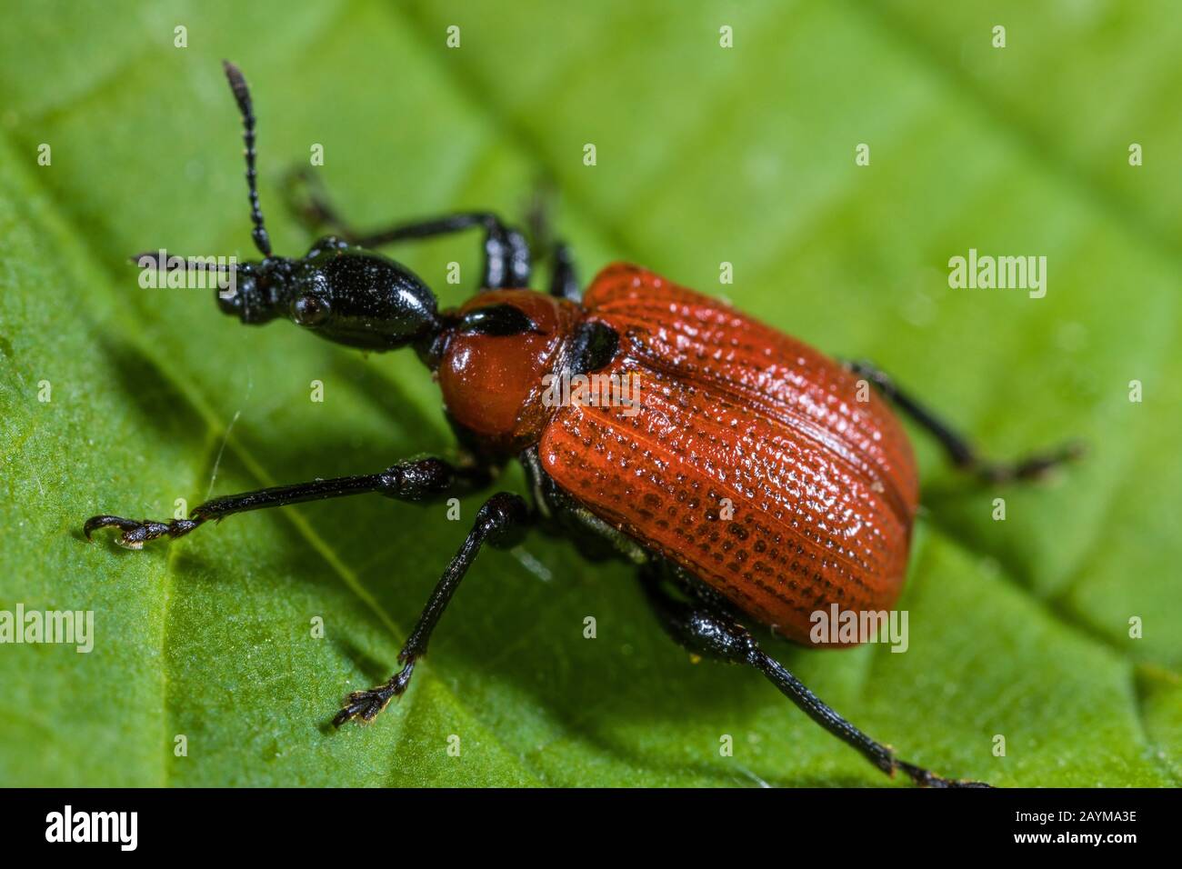 Hazel Weevil (Apoderus coryli), auf einem Blatt sitzend, Blick von oben, Deutschland Stockfoto