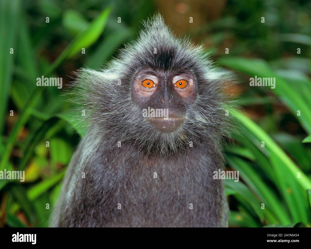 Düsterer Blattaffe, spektakulärer Langur (Presbytis melalophos crucigera), grauer Morph, Porträt Stockfoto