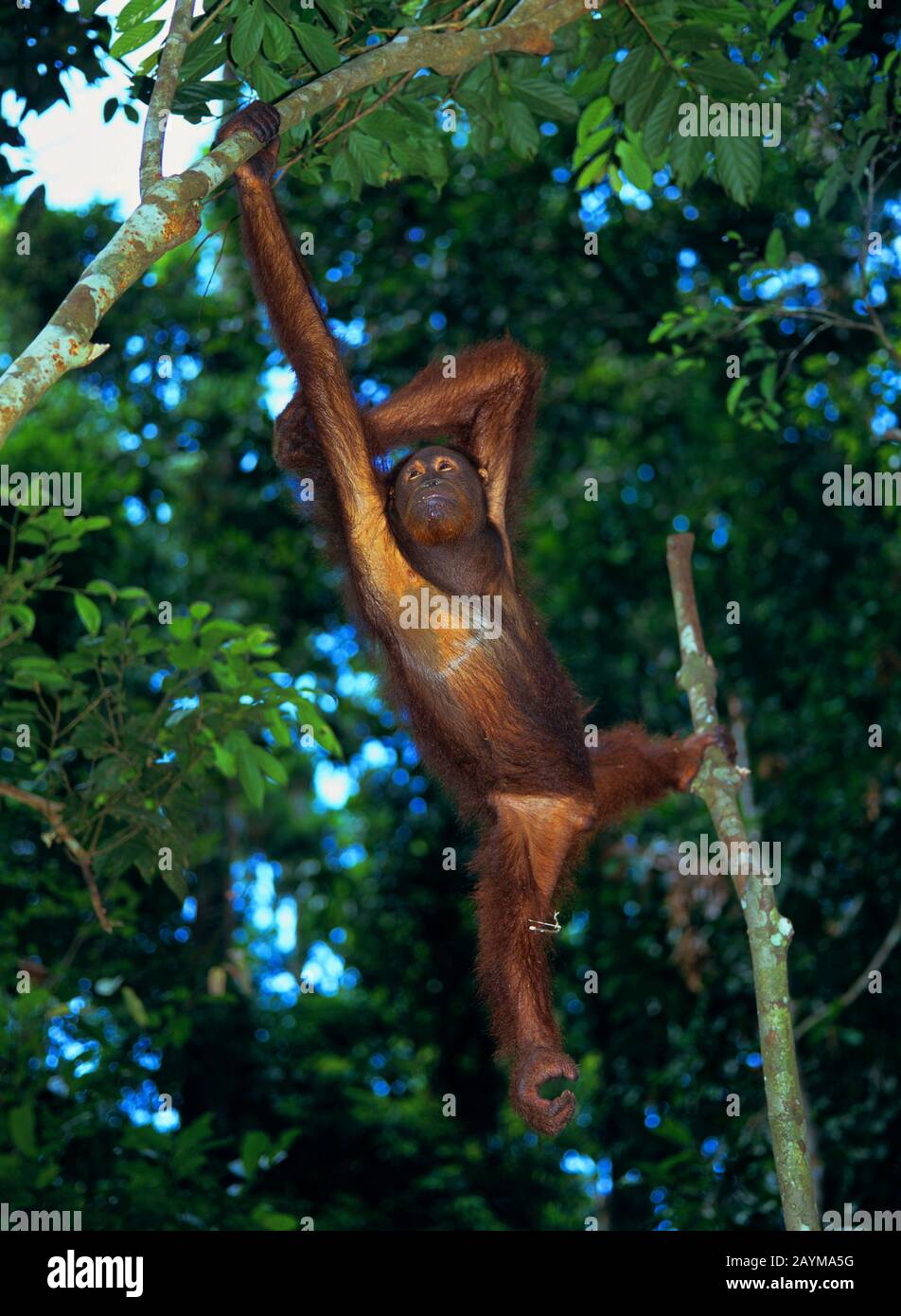 Bornean orangutan (Pongo pygmaeus pygmaeus), hängend an einem Zweig, Wiedereinführungsprojekt, Malaysia, Borneo Stockfoto
