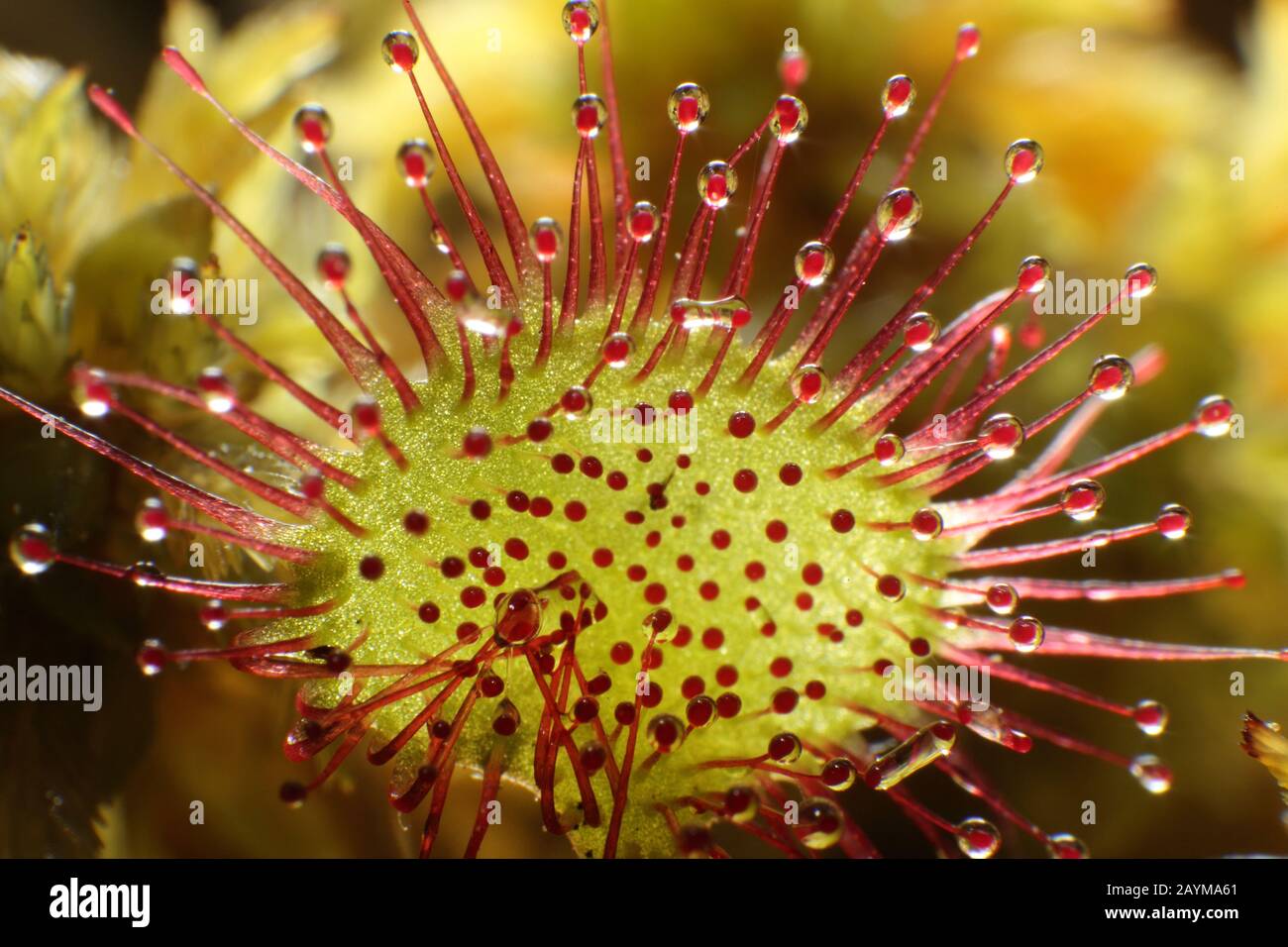 Rundblättrige Sonnentau, rundblättrige Sonnentau (Drosera rotundifolia), Blatt, Deutschland Stockfoto