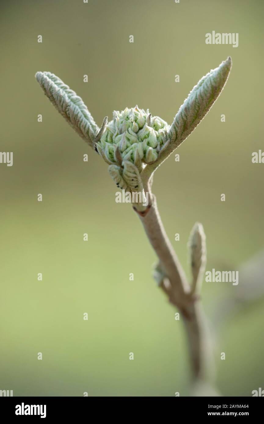 Verschiedene Lantana Viburnum (Viburnum lantana 'Variegatum', Viburnum lantana Variegatum), Blumenknospen Stockfoto