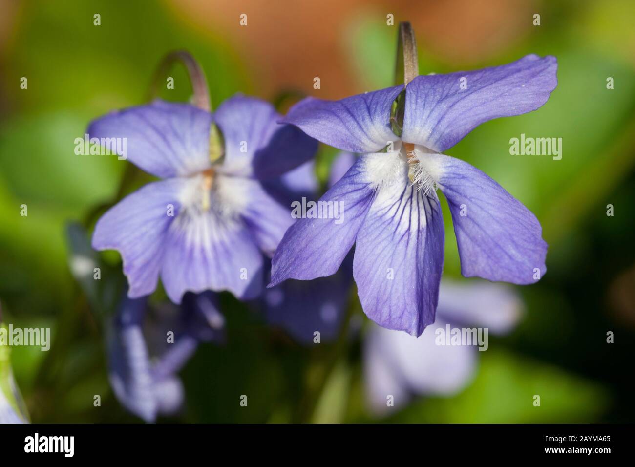 gemeinsamen violett, gemeinsamen Hund-Veilchen (Viola Riviniana), Blumen, Deutschland Stockfoto