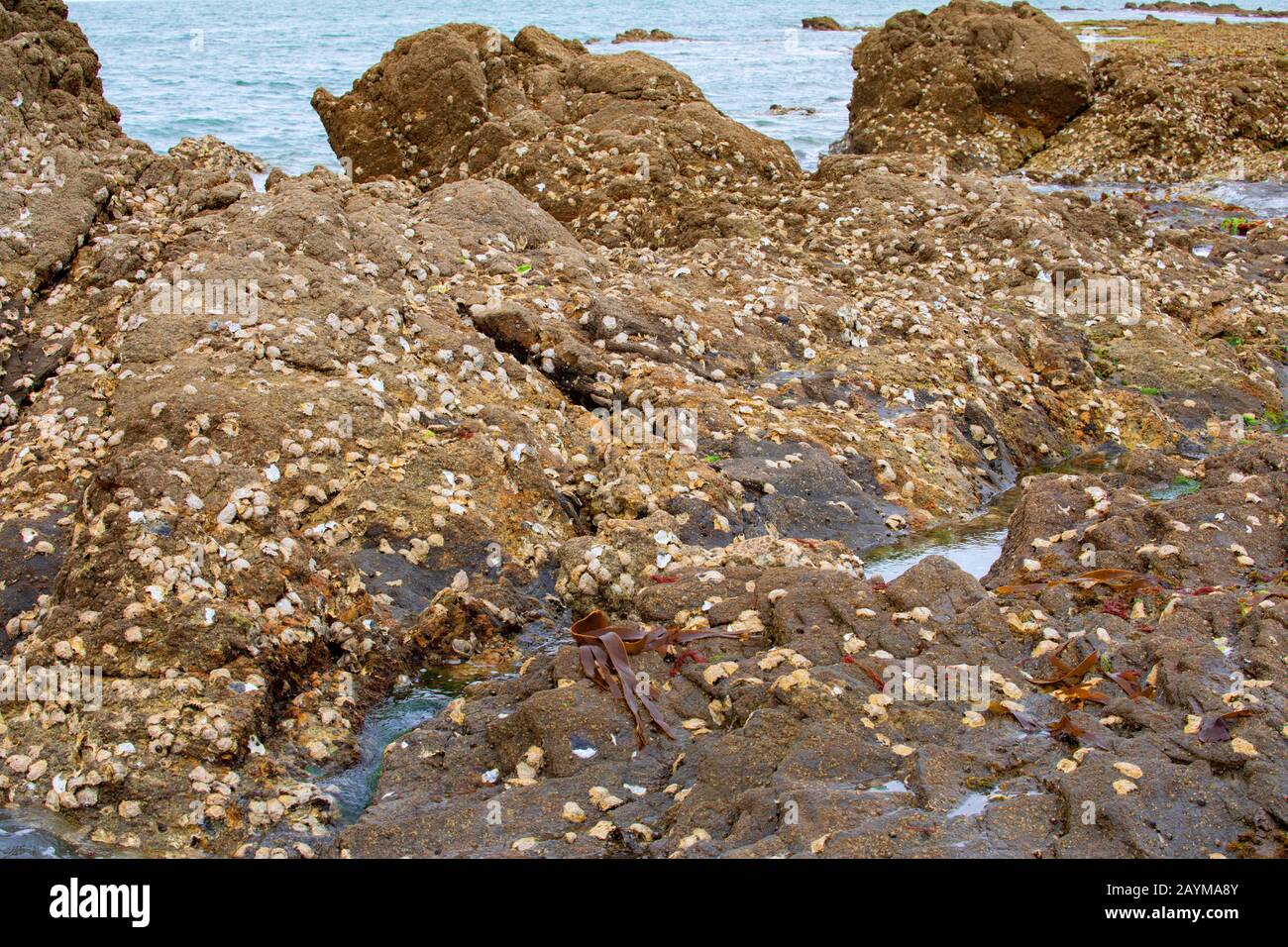 Pazifische Auster, riesige Pazifische Auster, japanische Auster (Crassostrea gigas, Crassostrea pacifica), in der Gezeitenzone, Frankreich, Pays de la Loire, Challans, Ile de Noirmoutier Stockfoto