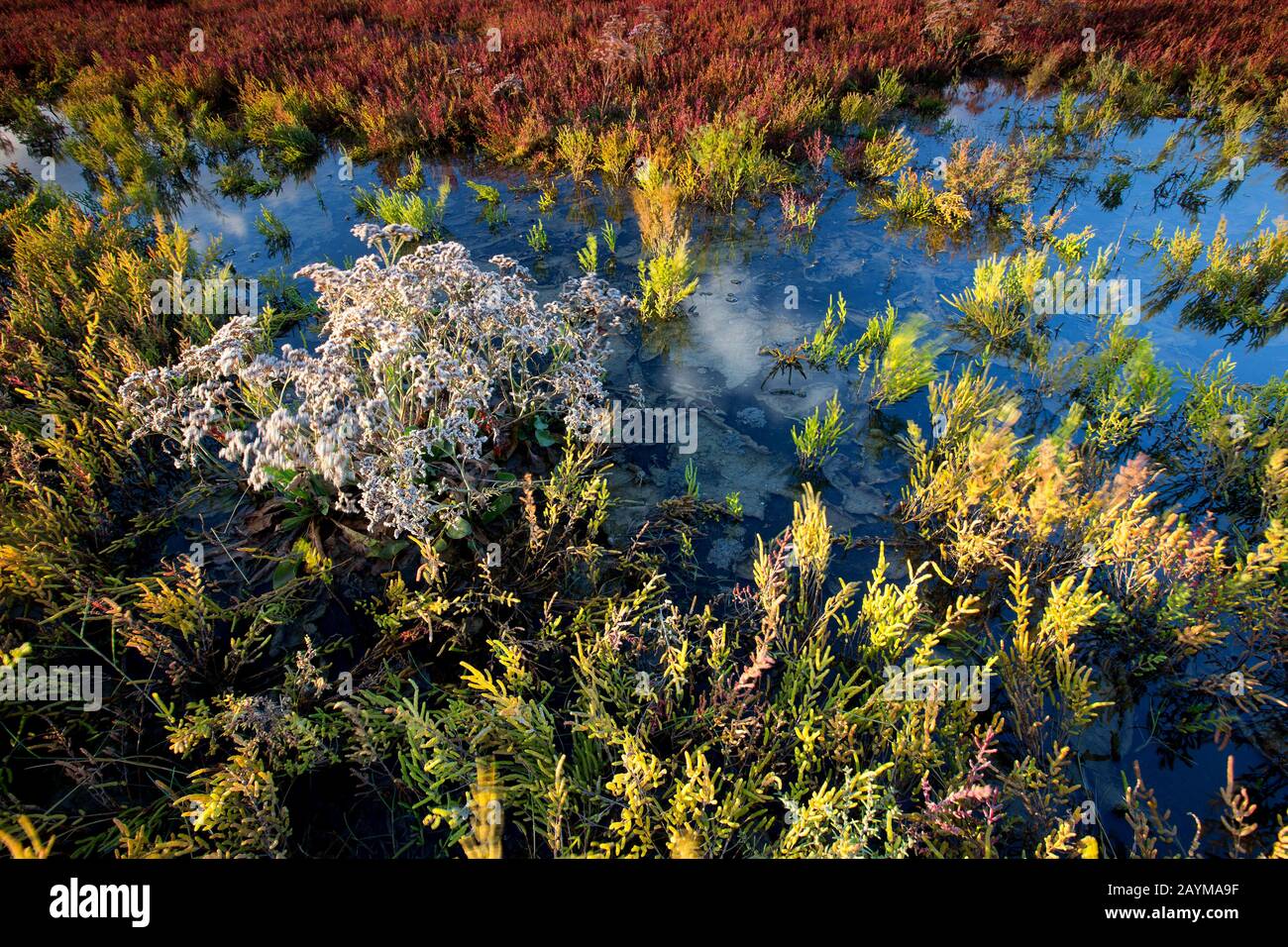 Schlankes Grasland, Glaswort, gewöhnliche Glaswurt (Salicornia europaea), auf einer Salzwiese, Belgien, Westflandern, IJzermonding, Nieuwpoort Stockfoto