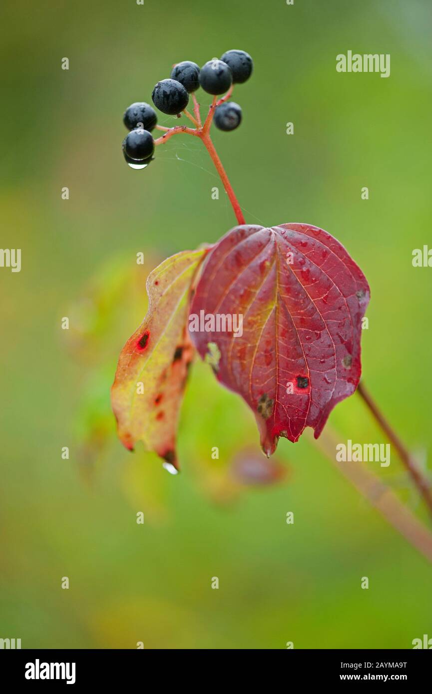 Hartriegel, Dogbeere (Cornus sanguinea), Zweig mit Herbstlaub und Früchten, Deutschland Stockfoto