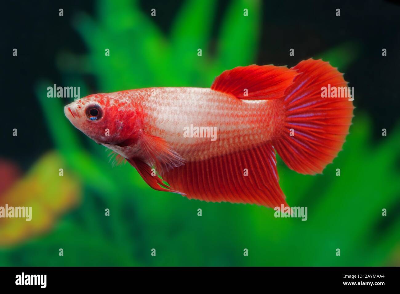 Siamesischer Kampffisch, siamesischer Kämpfer (Betta splendens), rote Rasse Stockfoto