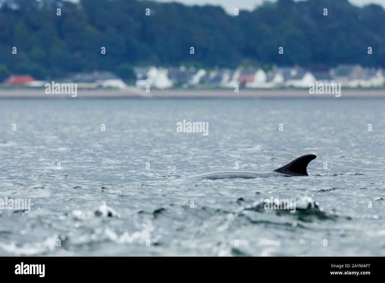 Bottlenosed Delfin, Common Bottle-nased Delphin (Tursiops truncatus), Schwimmen an der Wasseroberfläche, Seitenansicht, Großbritannien, Schottland, Black Isle, Chanonry Point Stockfoto