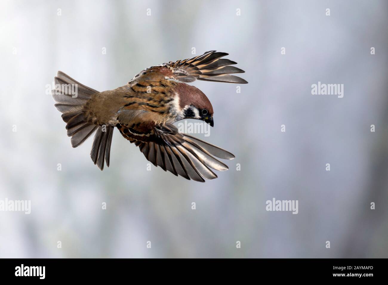 Eurasischer Baumpfeil (Passer montanus), im Flug, Seitenansicht, Deutschland Stockfoto