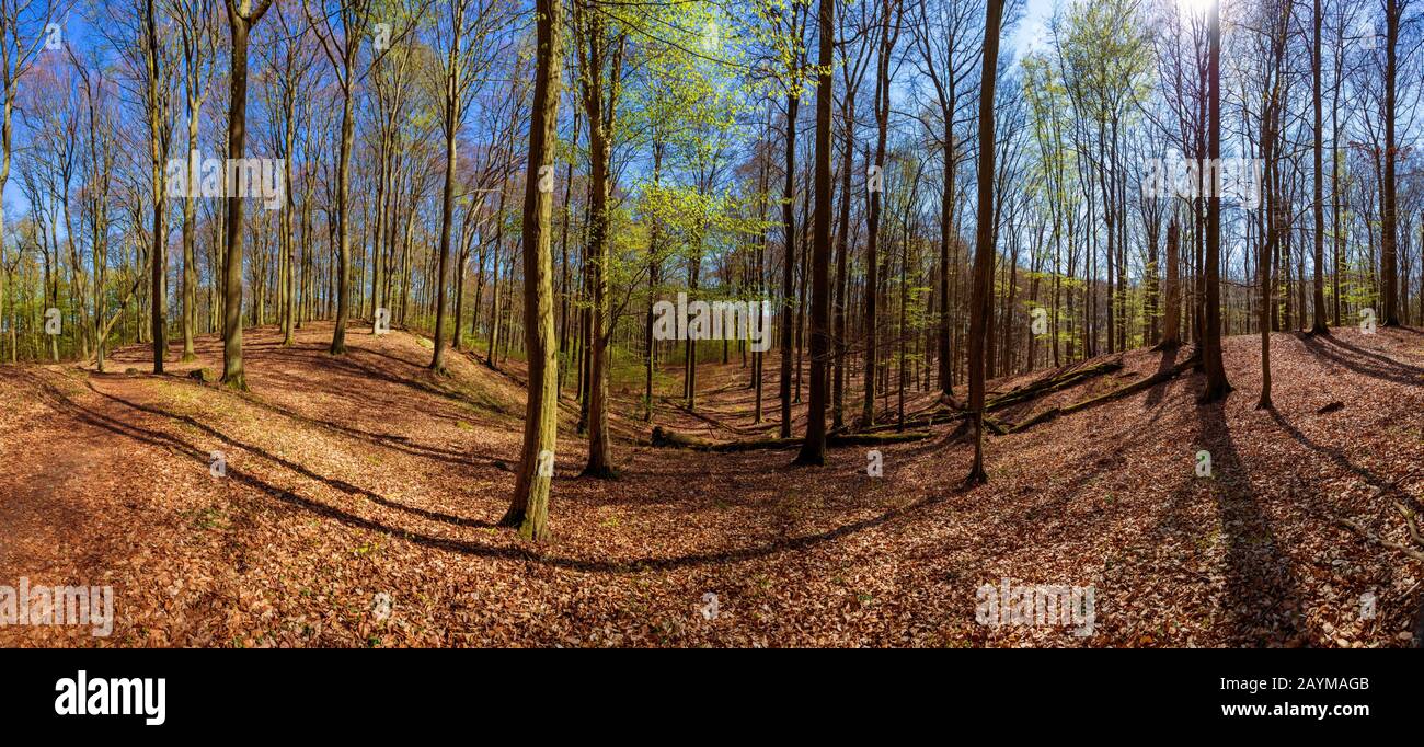 UNESCO-Weltkulturerbe Beechwald Grumsin - Schorfheide, Deutschland, Brandenburg Stockfoto