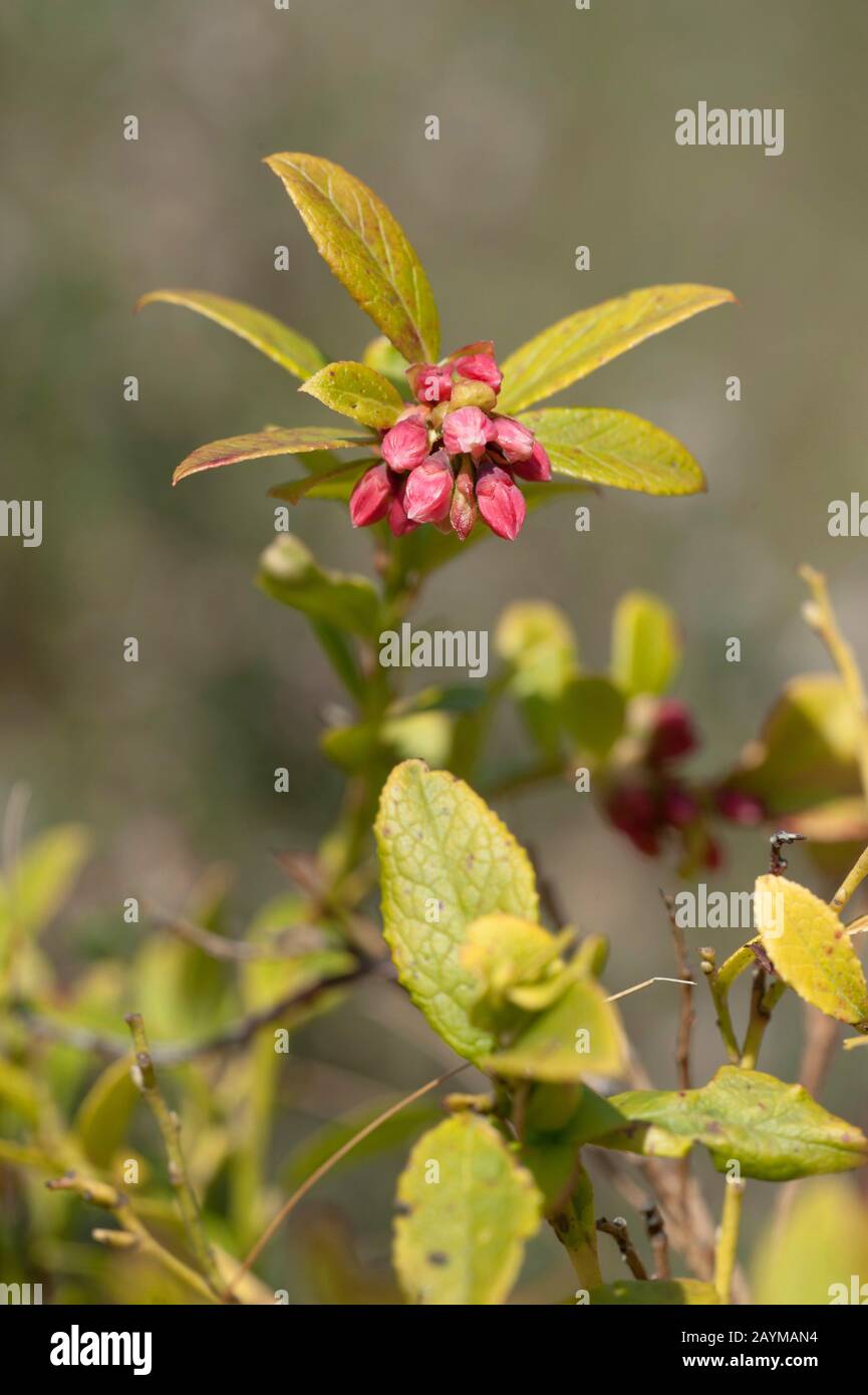 Cowberry, Foxberry, Lingonberry, Mountain Cranberry (Vaccinium vitis-idaea), im Keim, Deutschland Stockfoto
