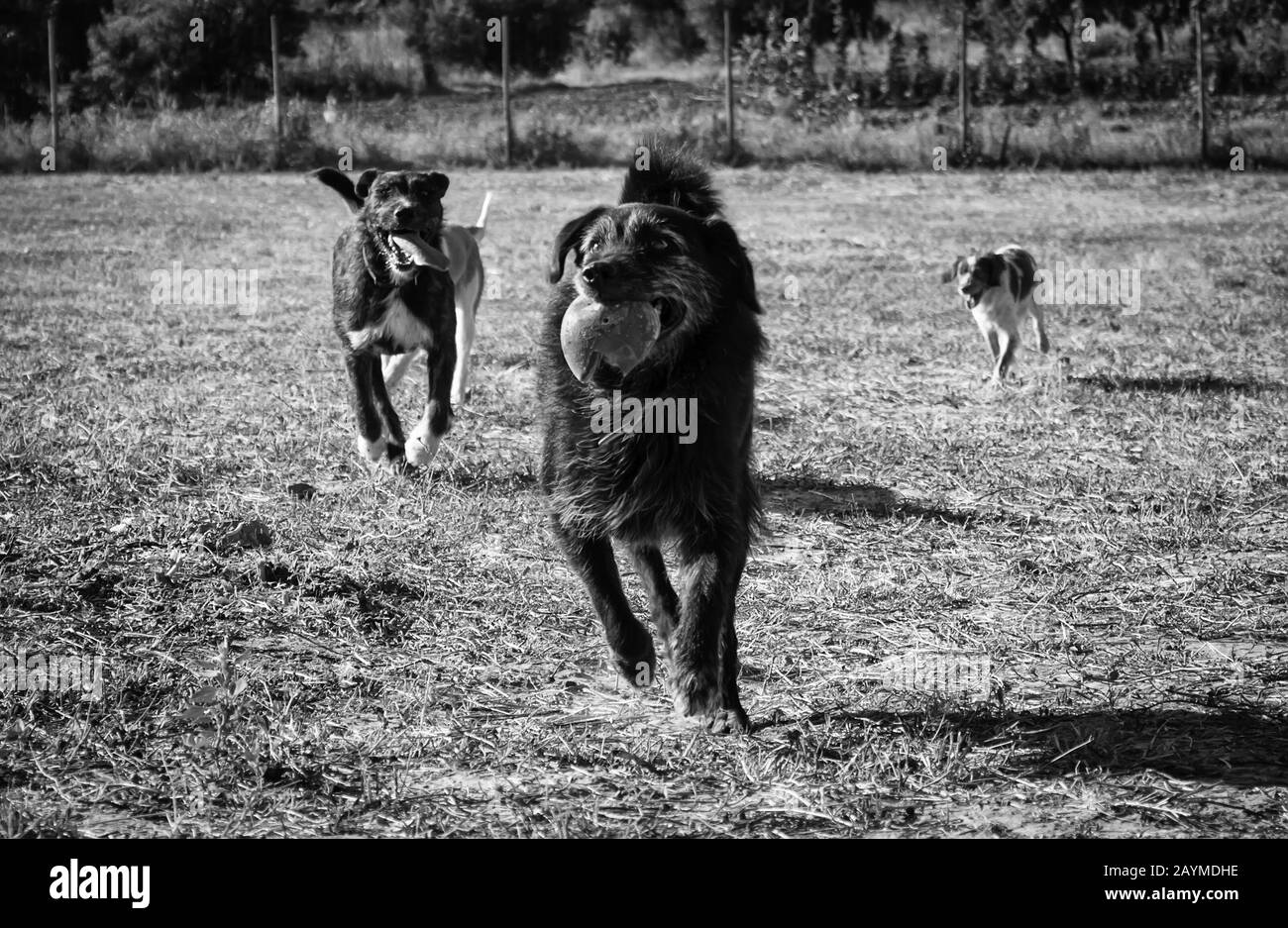 Podenco Hundepark in Natur, Haustieren und Sport Stockfoto