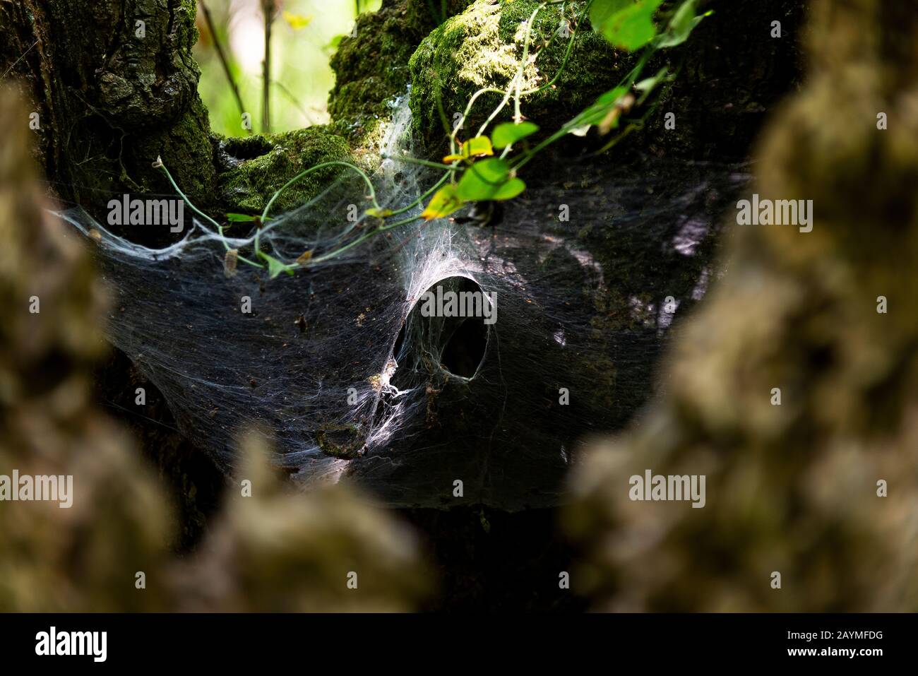 Tunnel Spider Web in einem Stamm eines Baumes mit Moos Stockfoto