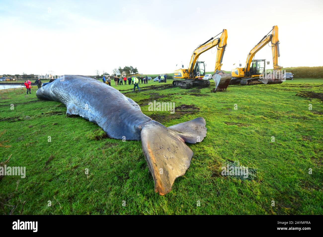 Die Überreste eines Samenwals, der im Moray Firth bei Ardersier starb, schleppte Inverness-shire mit zwei JCB Diggers aus den Gewässern. Stockfoto
