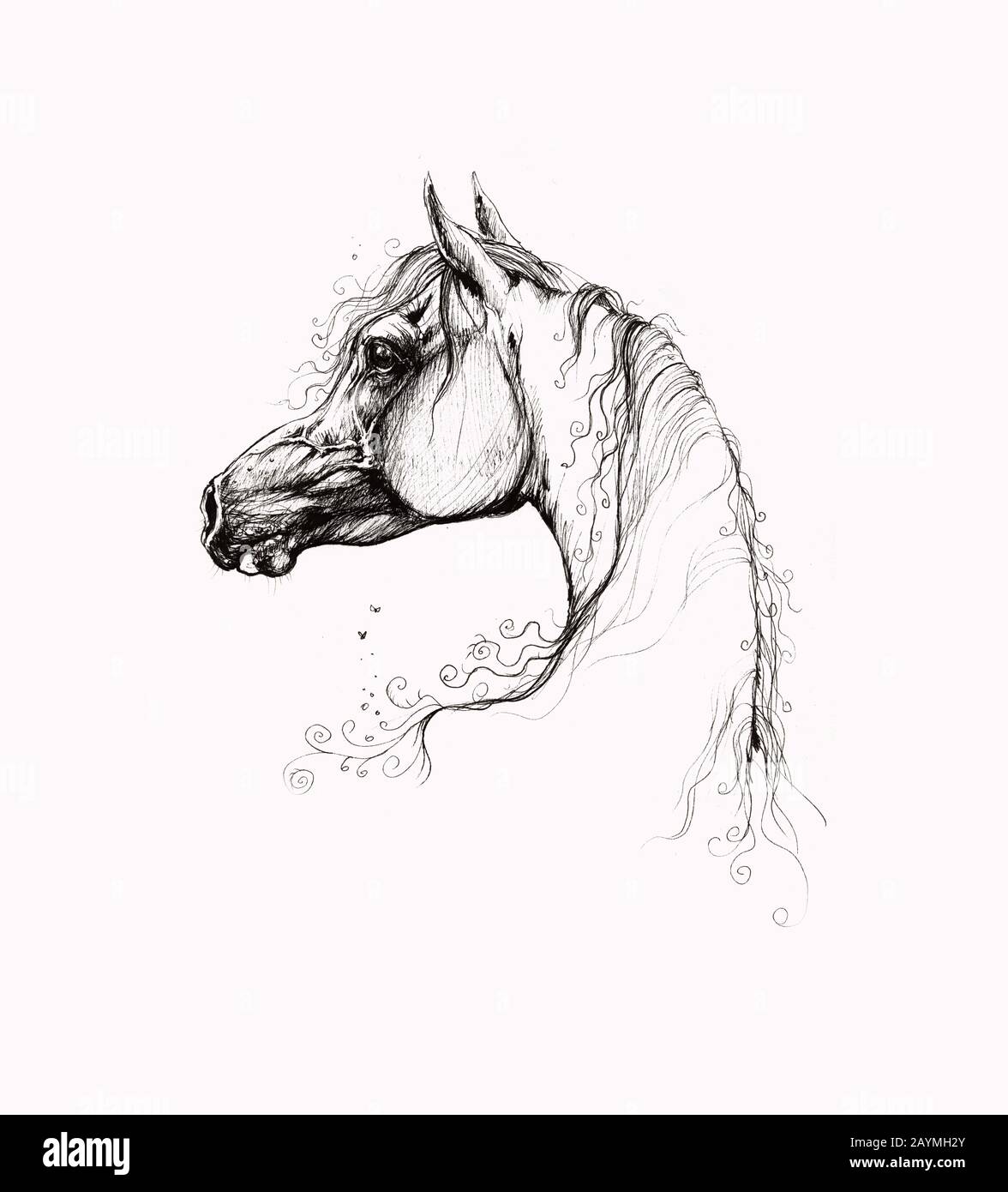 Pferd-Zeichnung Stockfoto