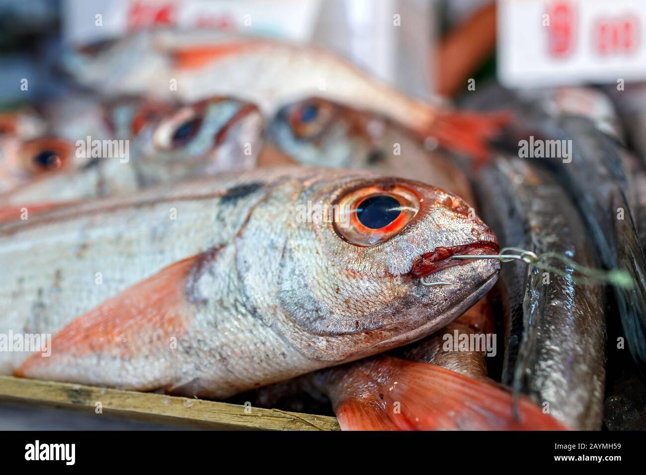 Gefangenen Fisch mit dem Haken im Mund auf dem Fischmarkt Stockfoto