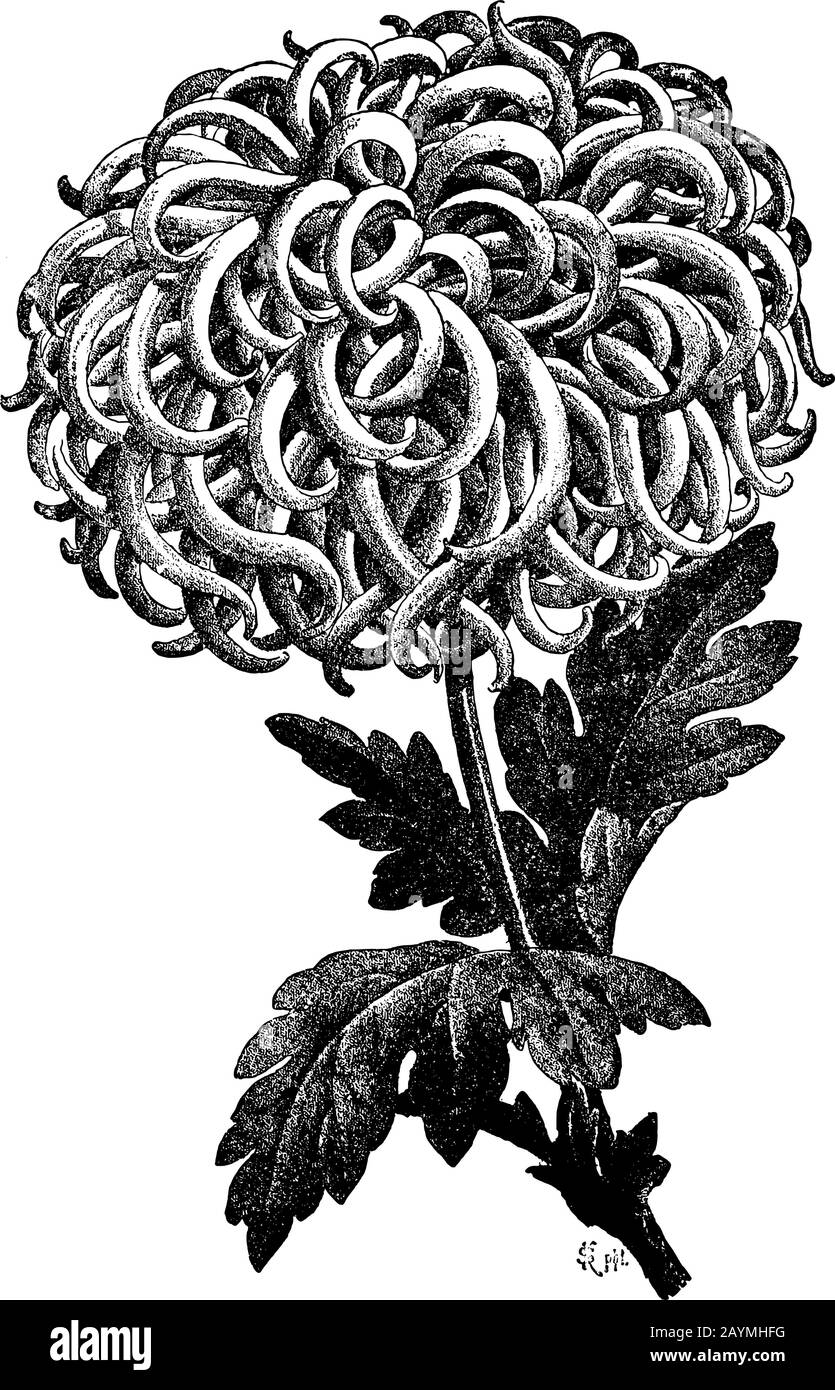 Antike Kunst im Vintage-Stil, Gravur oder Zeichnung von blühendem Chrysanthema . Herbstblume. Vektor. Stock Vektor