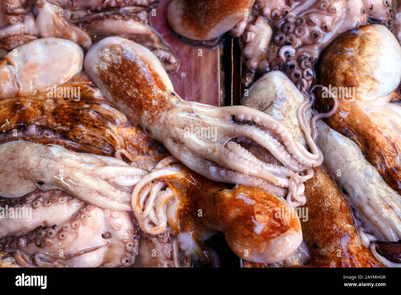 eingekokelt. Viel frischer Kraken auf dem Tisch. Szene auf dem Lebensmittelmarkt. Stockfoto