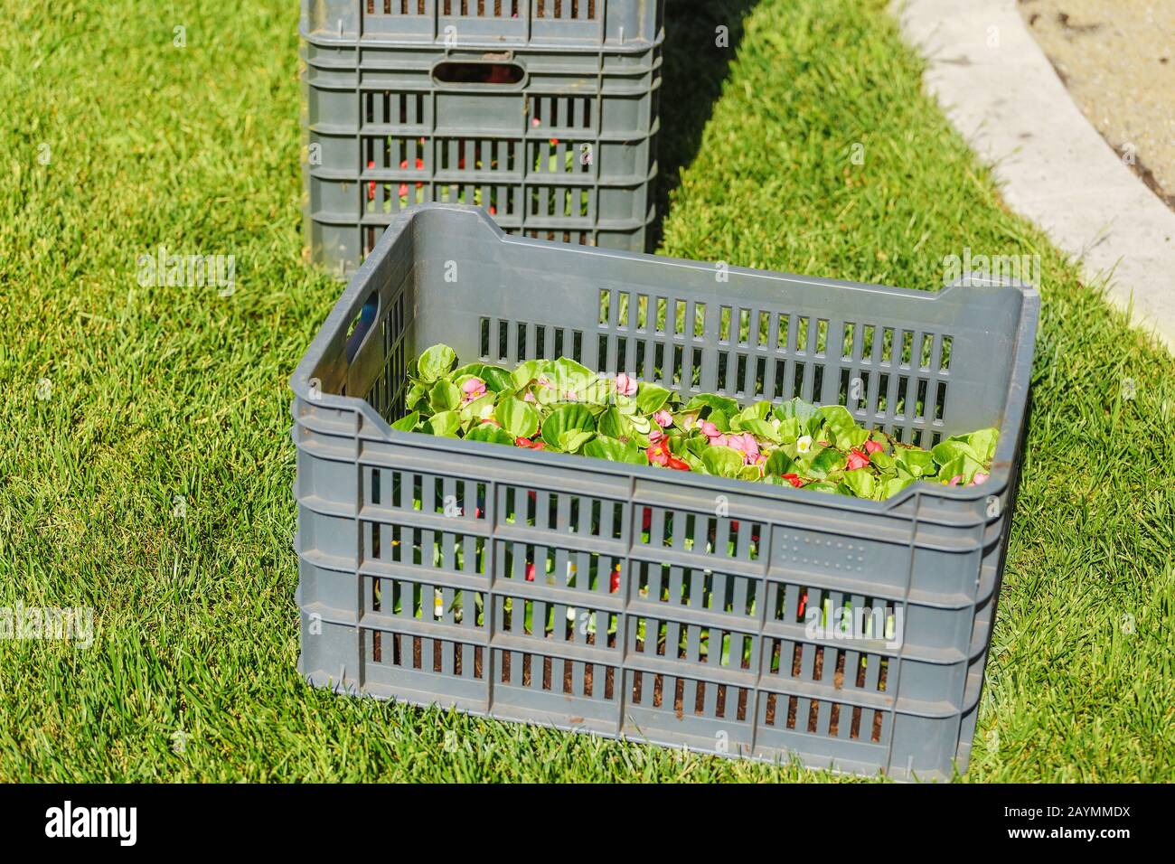 Blumen in Kisten bereit für die Bepflanzung auf einem städtischen Rasen, Gartendienstkonzept Stockfoto