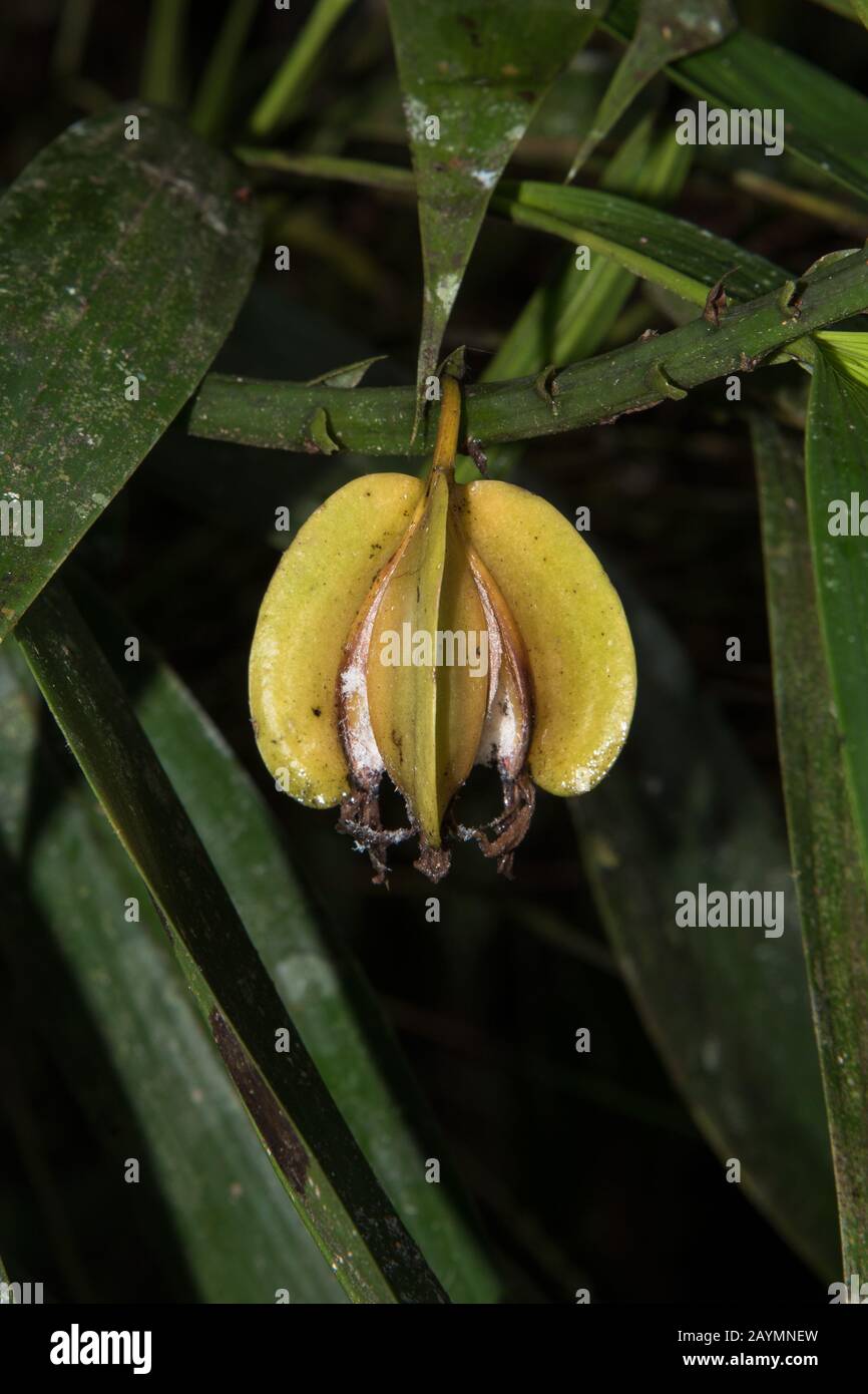 Gelbe Orchidee im Privatreservat Copalinga Lodge an den Osthängen der Anden in 1000 Meter Höhe über dem Meeresspiegel in Ecuador. Stockfoto