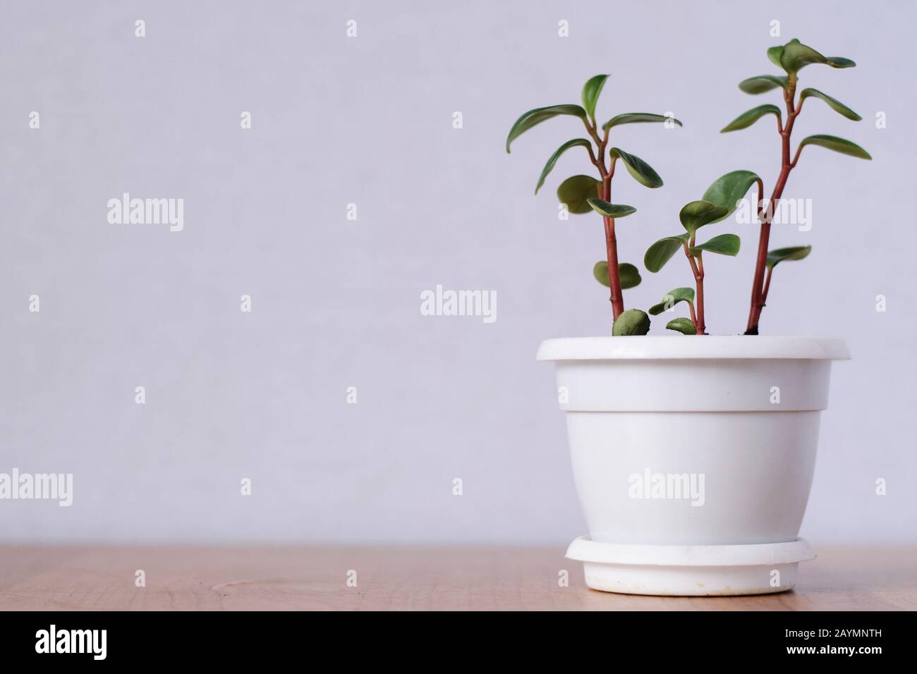 Drei Stiele einer kleinen saftigen Pflanze Stockfoto