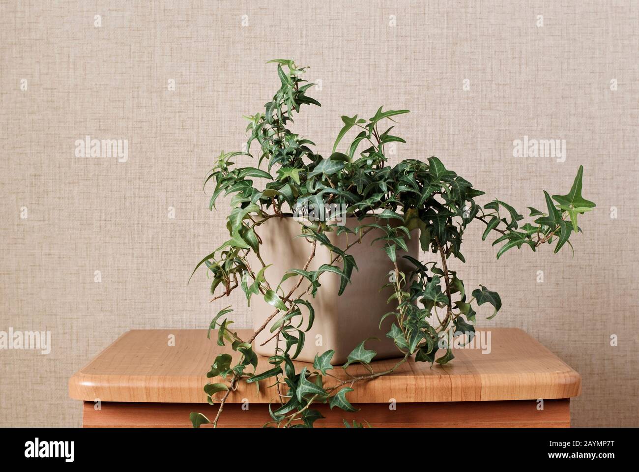 Nachlaufende Reben einer vergossen Efeupflanze Stockfoto