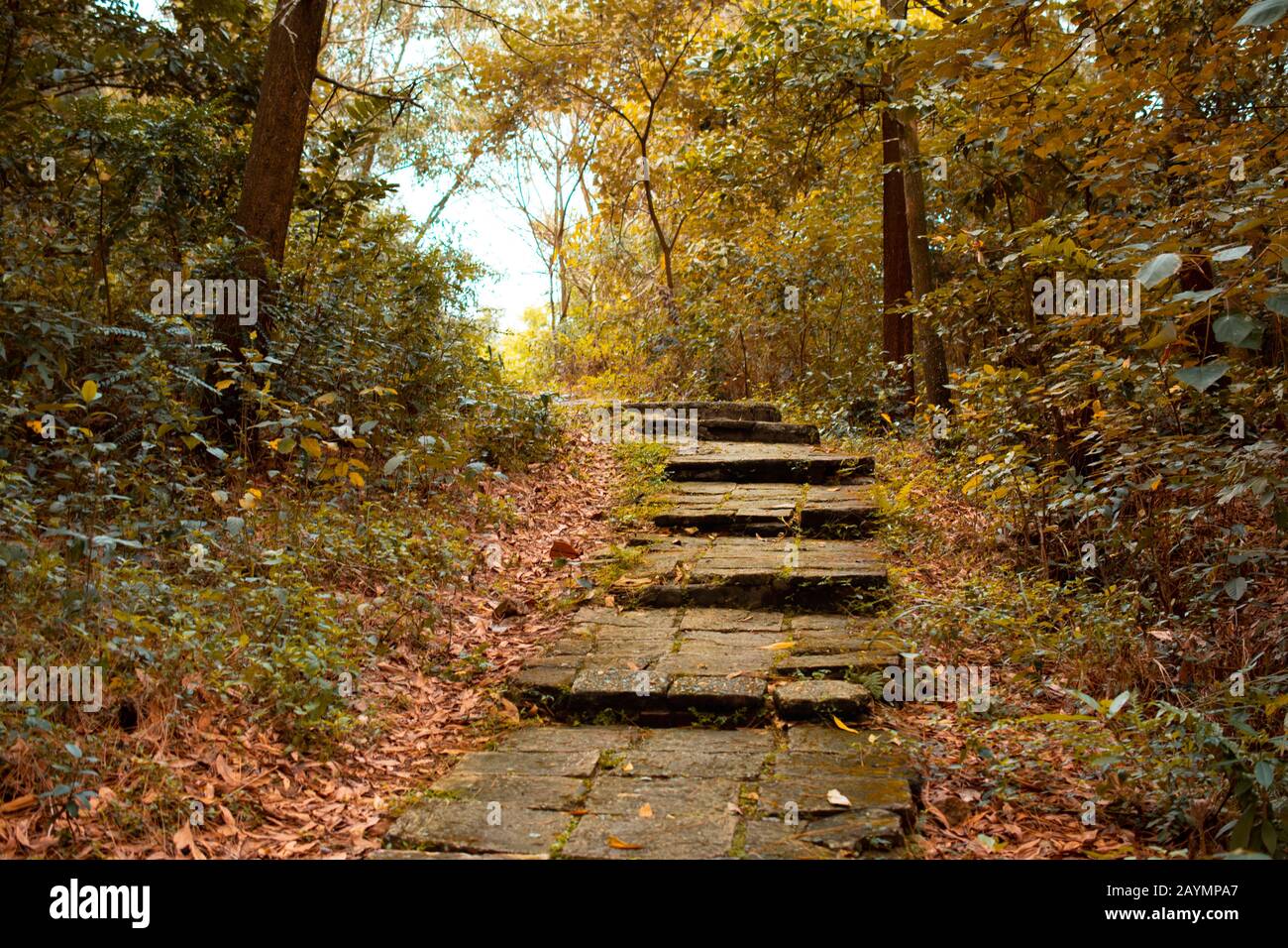 Steinstraße im Herbstwald Stockfoto