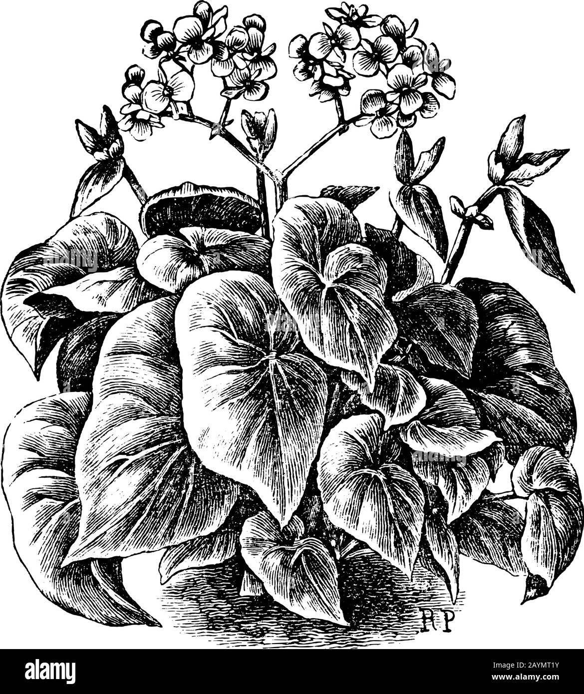 Antike Vintage Line Art Vektorgravur, Gravur oder Zeichnung von Begonia scharffayana in Blumentopf. Stock Vektor