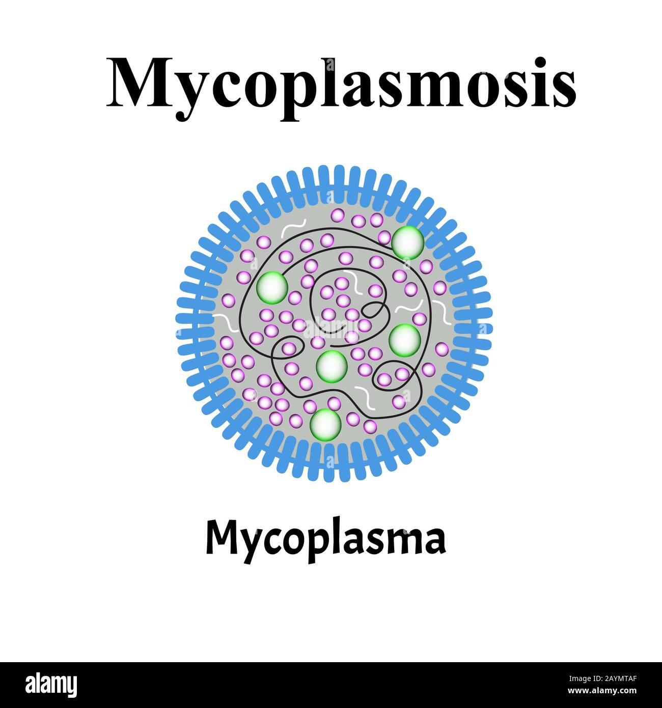 Mykoplasma. Bakterielle Infektionen Mykoplasma. Sexuell übertragbare Krankheiten. Infografiken. Vektordarstellung auf isoliertem Hintergrund. Stock Vektor