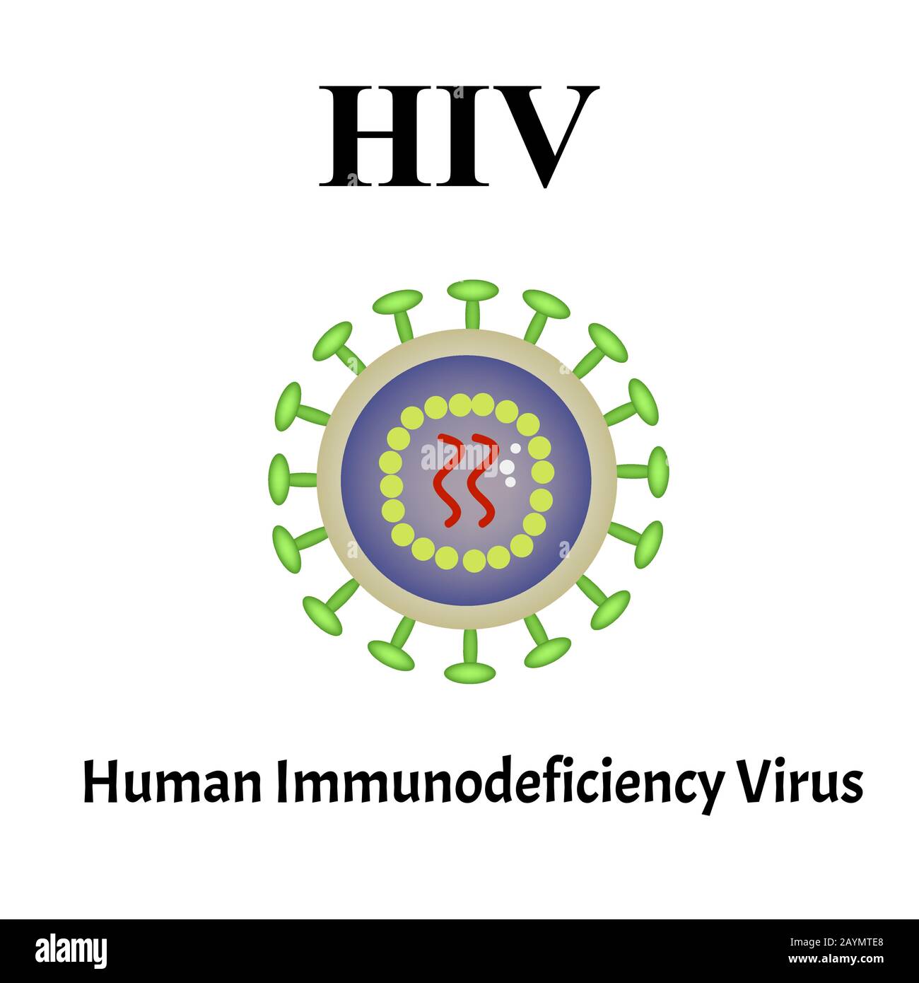 HIV-Virusstruktur. Virusinfektion HIV, AIDS. Sexuell übertragbare Krankheiten. Infografiken. Vektordarstellung auf isoliertem Hintergrund. Stock Vektor