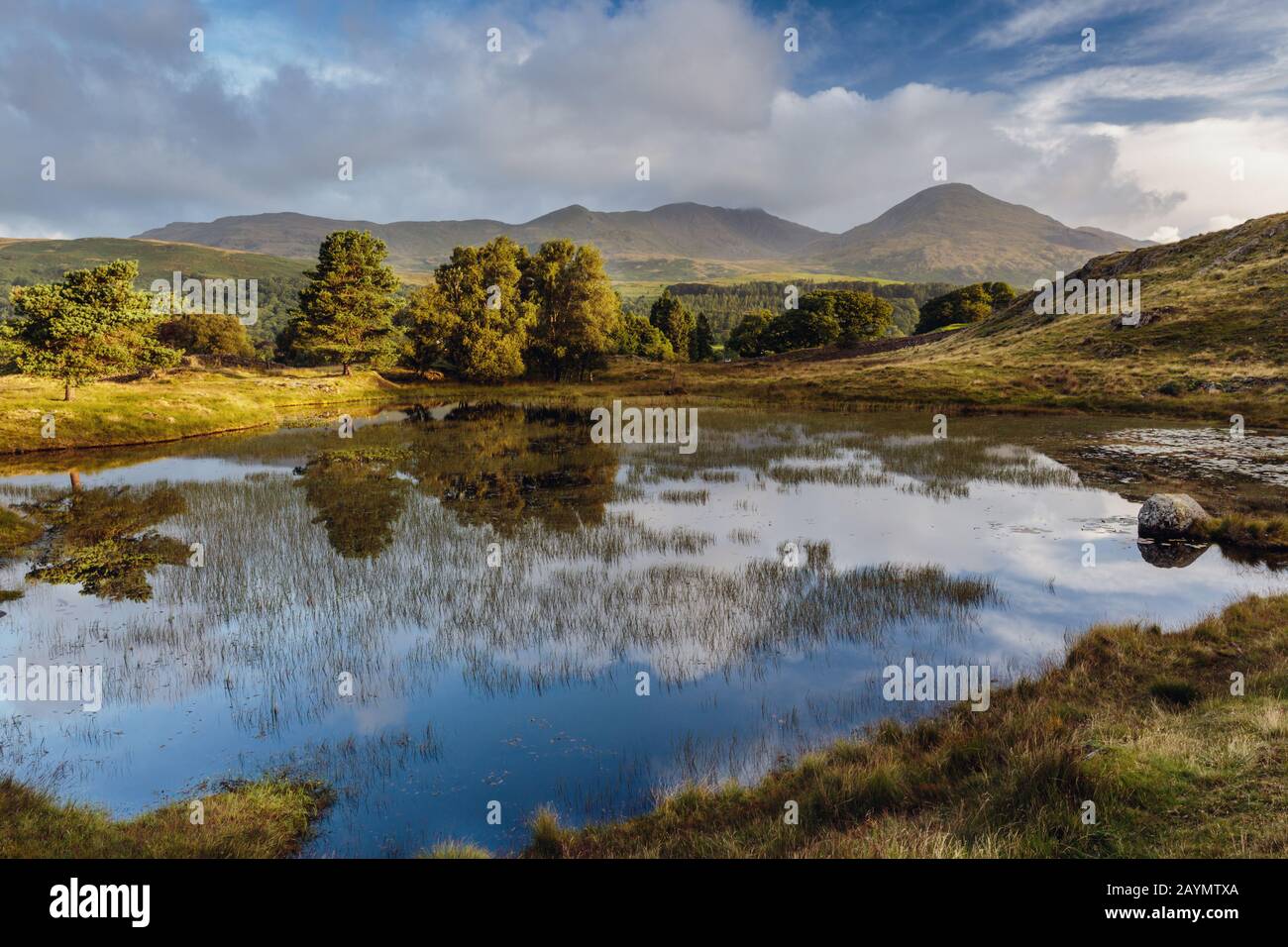 Eine Baumreihe spiegelt sich in Kelly Hall Tarn, Lake District, Cumbria, England, Großbritannien wider Stockfoto