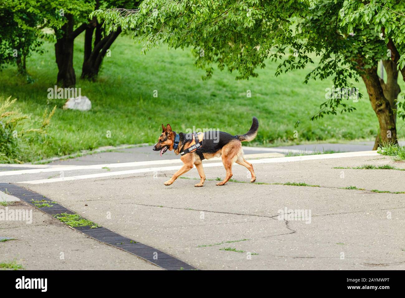 Deutscher Schäferhund als Servicehund im Park Stockfoto