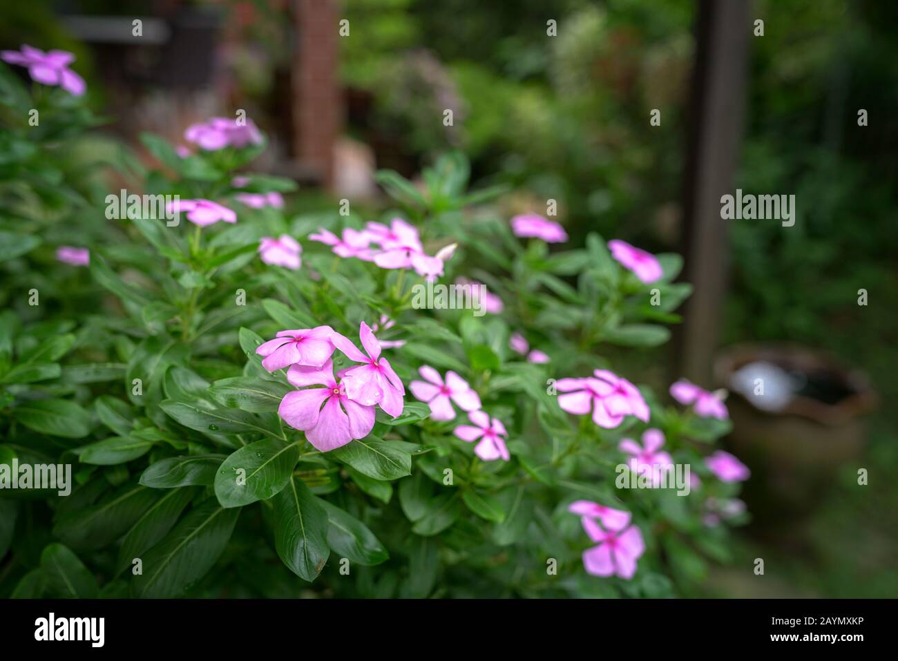 Blühende pinkfarbene Vinca Blumen im Garten. Frühlingszeit. Kopierbereich. Stockfoto