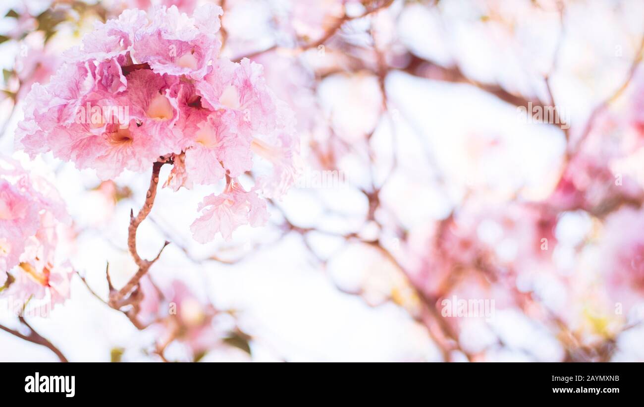 Nahaufnahme schöne rosafarbene Blüte. Hochzeit oder valentinstag Hintergrund. Love Concept .Soft Blur Focus. In Sepia Vintage Pastellfarben Stockfoto