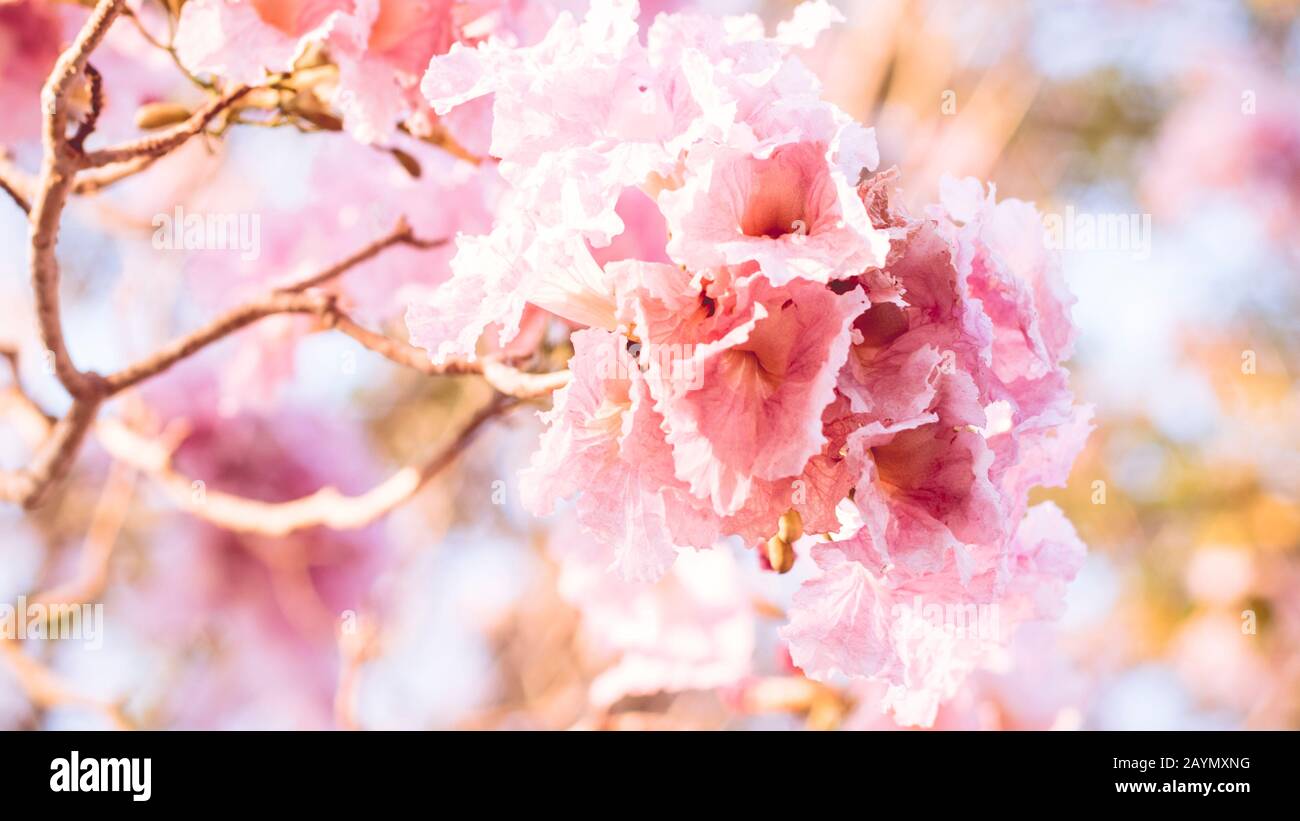 Nahaufnahme schöne rosafarbene Blüte. Hochzeit oder valentinstag Hintergrund. Love Concept .Soft Blur Focus. In Sepia Vintage Pastellfarben Stockfoto
