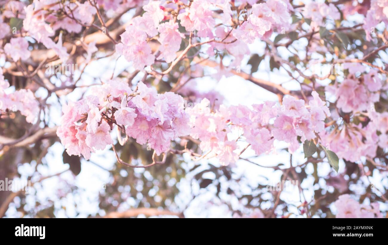 Der schöne rosafarbene Blumenlook mag Sakura Flower oder Cherry Blossom mit Wunderschönem Naturhintergrund. Frühlingsblume blüht. Das romantische Rosa fl Stockfoto